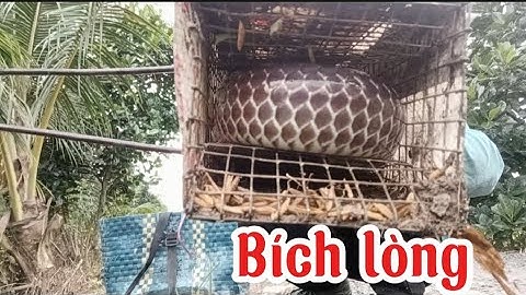 Không Uổng Công Những Ngày Kiếm Chuộ.t Thăm Bẫy@Long-SB-vlog 