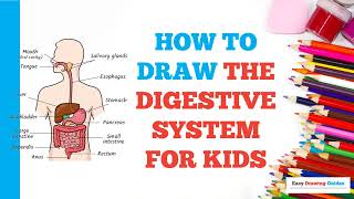 How to Draw the Digestive System: Easy Step by Step Drawing Tutorial for Beginners