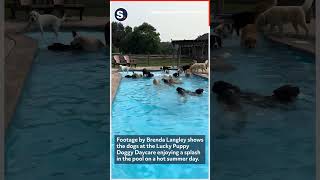 Dogs Enjoy Summer Pool Pawty