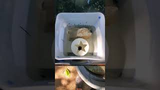 #diy #hydro How to build a flood and drain system cheap🤯😎