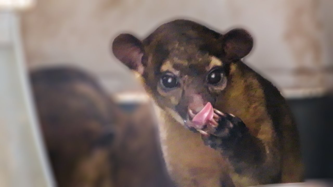 Rescued Kinkajou adorably licks food off its fingers