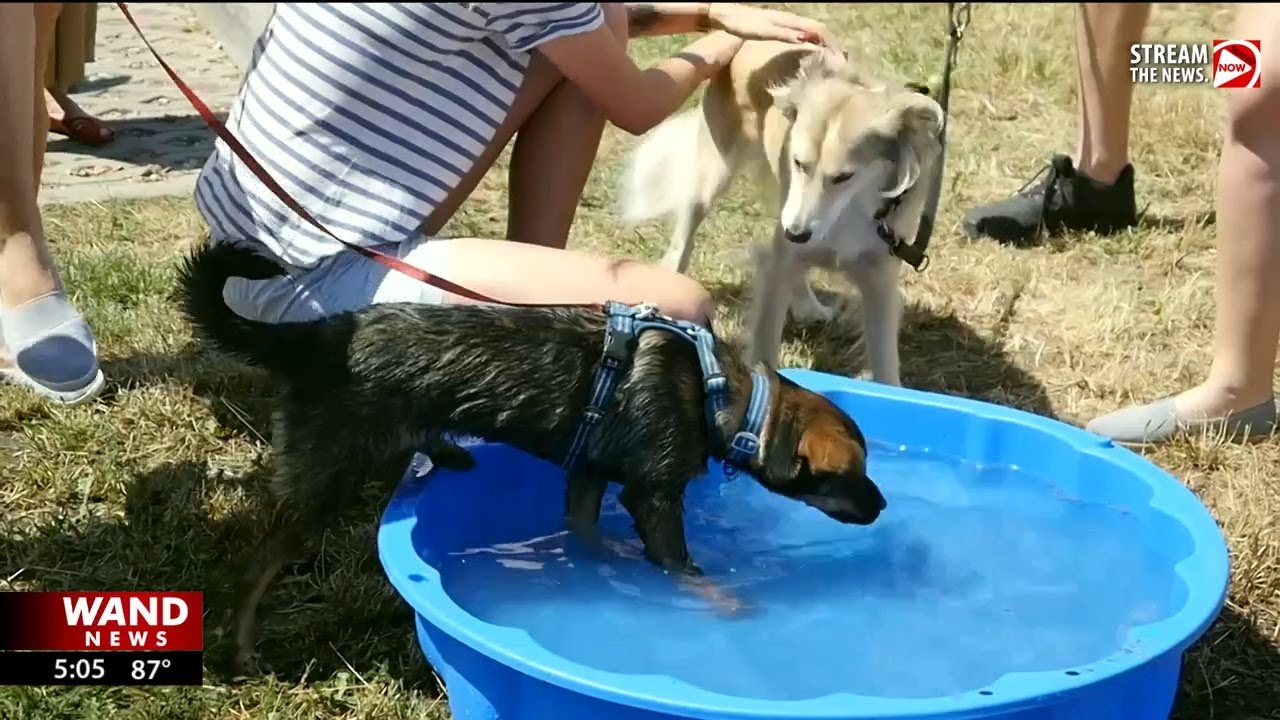 How to keep your pet cool in the heat