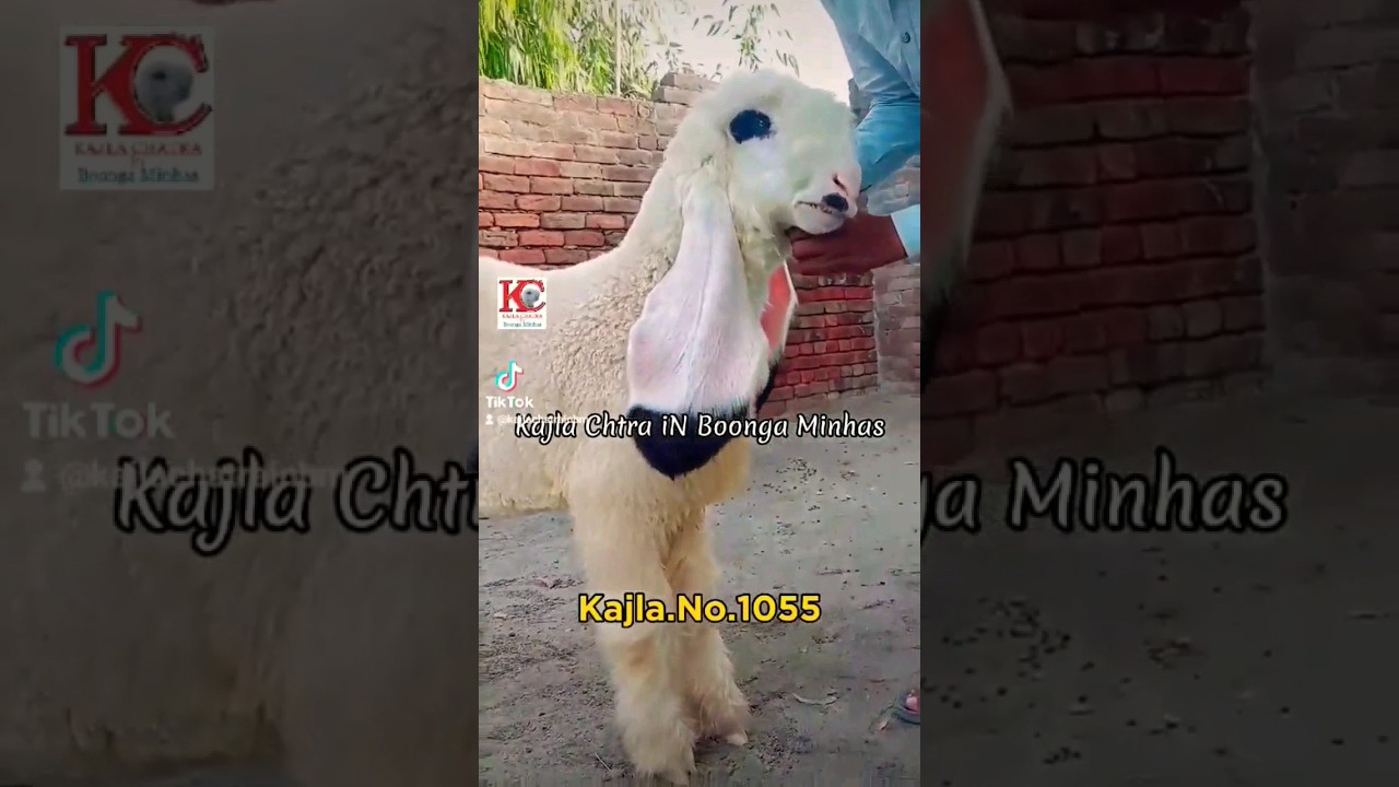 Kajla Chtra iN 5 Nishaan 