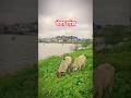 म र ग व Myvillage Village Villagelife Masuda News Reels Shorts Trending Vairal Video म र ग व Myvillage Village Villagelife Masuda News Reels Shorts Trending Vairal Video