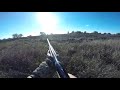 охота на фазана с легавой