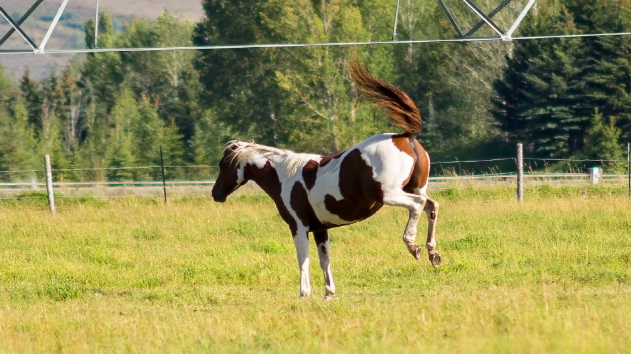 Jackson Hole Horse Rescue Nugget and Lilly 91519 YouTube