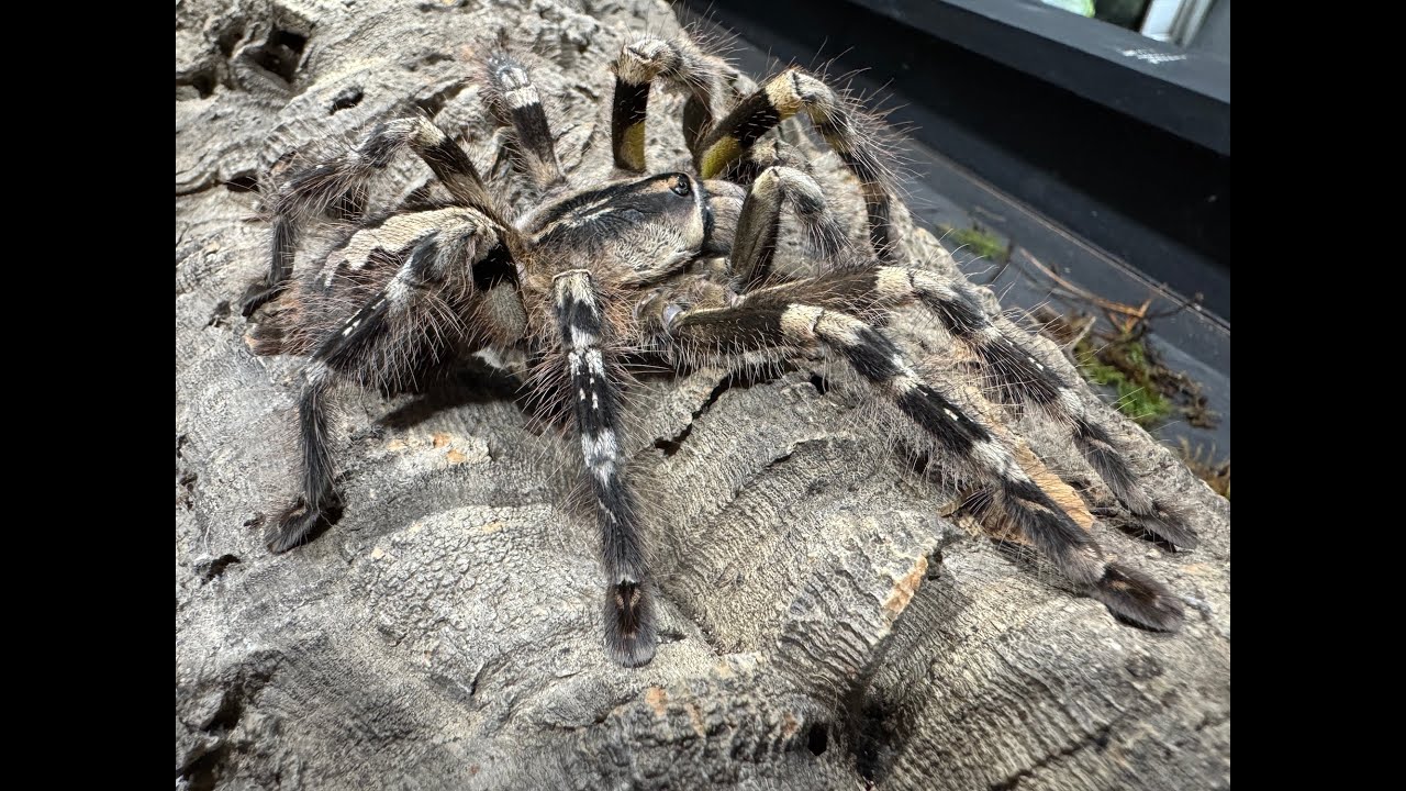 Poecilotheria striata, Майсурская декоративная овсяница