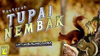 Download Lagu Masteran Tupai Nembak Untuk Burung Kicau MP3 Download Lagu Masteran Tupai Nembak Untuk Burung Kicau MP3