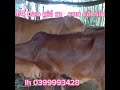 1/4 quay bán mẹ con cái sin .giá 18 tr 500. lh 0399993428