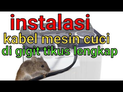 Video: Cara Menghubungkan Dua Tikus