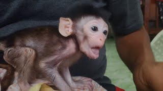 0H My 900D New Baby Monkey Lina
