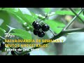 Salvaguardia de semillas y frutos ancestrales Fuente de Oro, Meta- TvAgro por Juan Gonzalo Angel