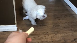 Bird Box Challenge: Dog Edition Bird Box Challenge: Dog Edition
