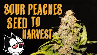 Sour Peaches Seed To Harvest (Copycat Genetics)
