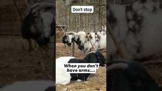 My Goat Vader Is Demostrating How To Scratch When You Don't Have Arms, Just Watch.