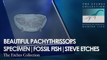 BEAUTIFUL PACHYTHRISSOPS SPECIMEN | FOSSIL FISH | STEVE ETCHES