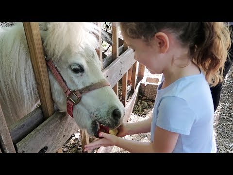 funny-horse-eating-an-apple