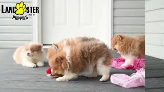Cute Pomeranian Puppies by Lancaster Puppies 267 views 2 days ago 1 minute, 4 seconds