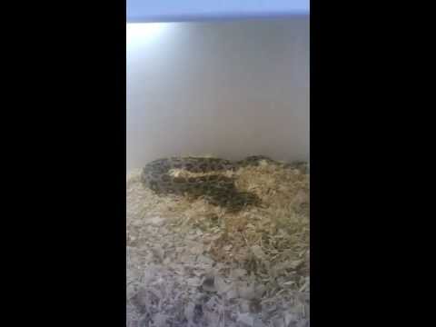 PYTHON COLLECTION