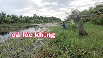Câu Cá Lóc Lure Cá Lóc Bằng Nhái Hơi . Cần Thủ Nhí Lên Cá Và Cái Kết| Đại Ngáo Vlog 2 #2