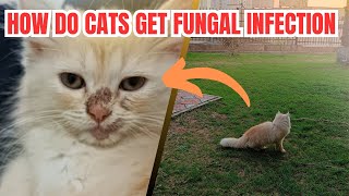 Fungal Infection in cats #fungalinfection #ringworm #cats