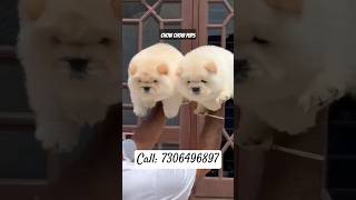 ultra exotic Chow chow puppies available. #chowchow #cutepuppy #puppy #puppyforsale #shorts