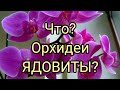 Орхидеи ядовитые цветы и наносят вред здоровью человека?Миф или правда?https://youtu.be/v-UHUz1zS2g