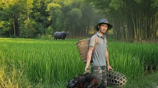 картинка: Кха: Приветствуем новых цыплят, готовимся огораживать пышный огород.