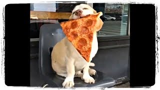 ПРИКОЛЫ С КОТАМИ И СОБАКАМИ ДО СЛЕЗ | FUNNY CATS AND DOGS #573 ПРИКОЛЫ С КОТАМИ И СОБАКАМИ ДО СЛЕЗ | FUNNY CATS AND DOGS #573