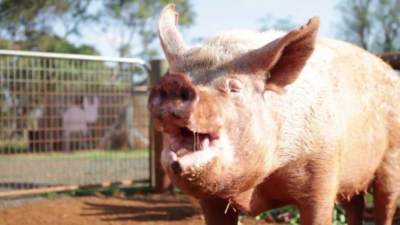 Jingle Pigs... and Cows and Sheep YouTube