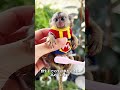 ちっちゃなピグミーマーモセット