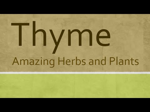 Amazing Benefits of Thyme herb - Health benefits of thyme herb - Thyme Herb and Plants