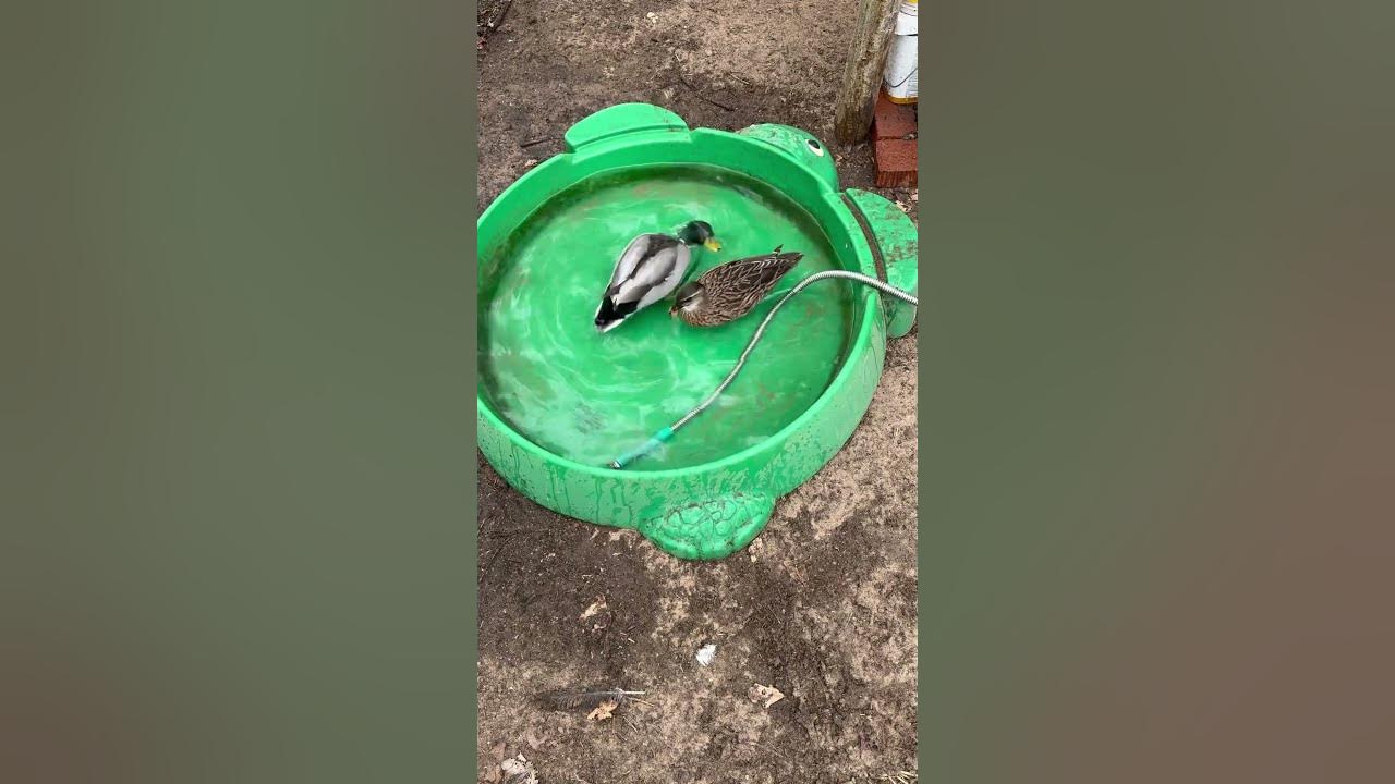 Happy ducks in the duck pool getting zoomies in clean water. Cute