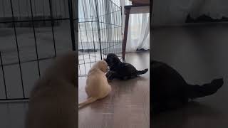 #yavruhayvanlar #puppy #keşfet #viralshorts #pets #pinchers #köpekbakımı #love