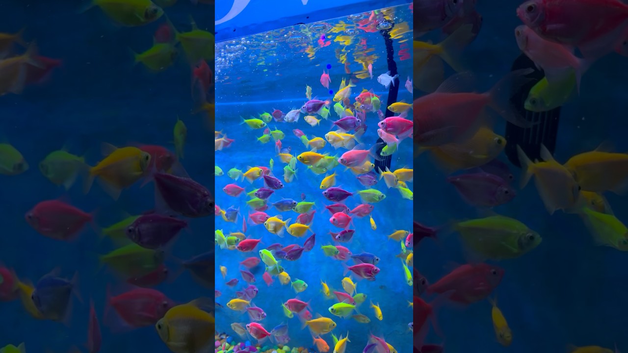 Sea World Carnival - Guwahati, 27 October 2025..❤️