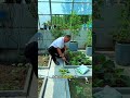 Do these things before planting grafted cucumber seedlings, and you'll have