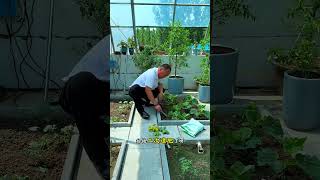 Do these things before planting grafted cucumber seedlings, and you'll have