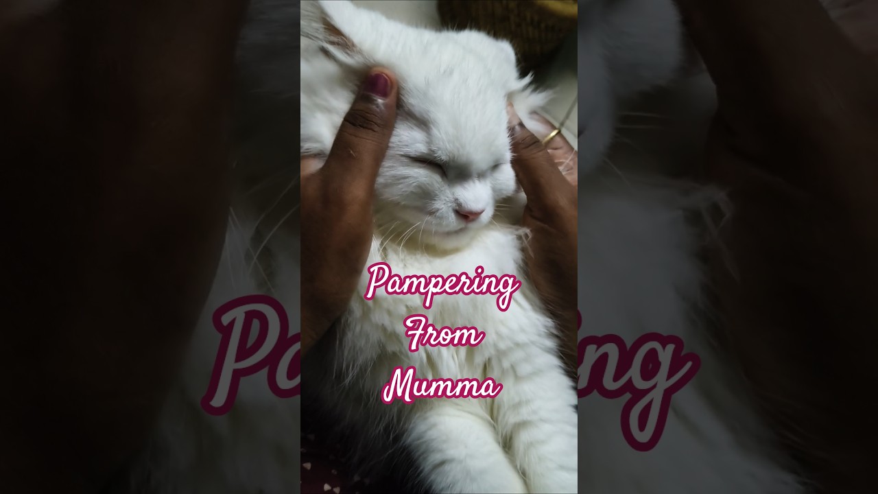#catpampering