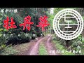 牡丹華