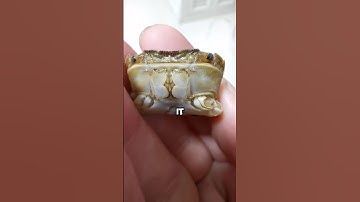 Incredible Miracle. #pets #miracle #crab #unbelievable #cute #shorts #love #shortvideo