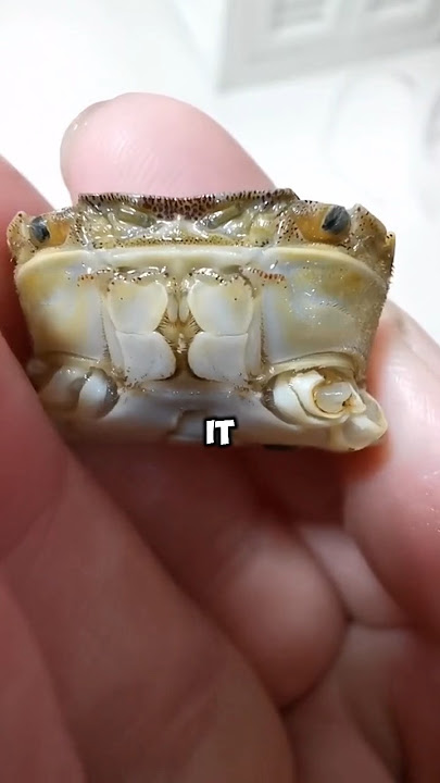 Incredible Miracle. #pets #miracle #crab #unbelievable #cute #shorts #love #shortvideo