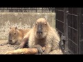 カピバラ　須坂市動物園　光くん誕生日おめでとう！