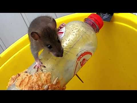 Video: Hoe Zich Te Ontdoen Van Ratten? Ze Vernietigen Zonder Een Rattenval. Waar Zijn Ze Bang Voor En Hoe Vang Je Ze? De Meest Effectieve Vergiften Voor Particuliere Woningen. Welke Produ