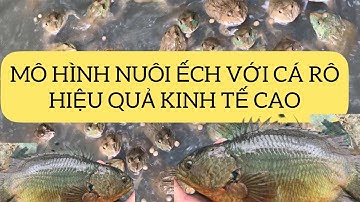 Thành công mô hình nuôi ếch kết hợp cá rô đơn giản hiệu quả cao| Nuôi ếch