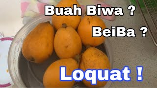 Loquat / buah biwa / beiba / chinese plum