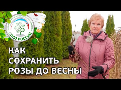 Саженцы роз. Как сохранить саженцы розы до посадки.