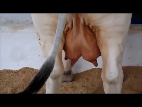 Youtube Milking Tits 96