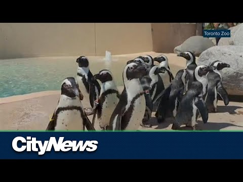 Vídeo: Hi ha pingüins al zoo de Hogle?