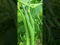 organic sabji Ko dekhkar man Hara bhara jata hai ❤️😘#mini vlog Deepa thapa (sudhir)