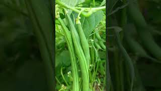 organic sabji Ko dekhkar man Hara bhara jata hai ❤️😘#mini vlog Deepa thapa (sudhir)